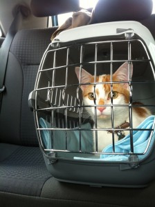 cage-chat-voiture